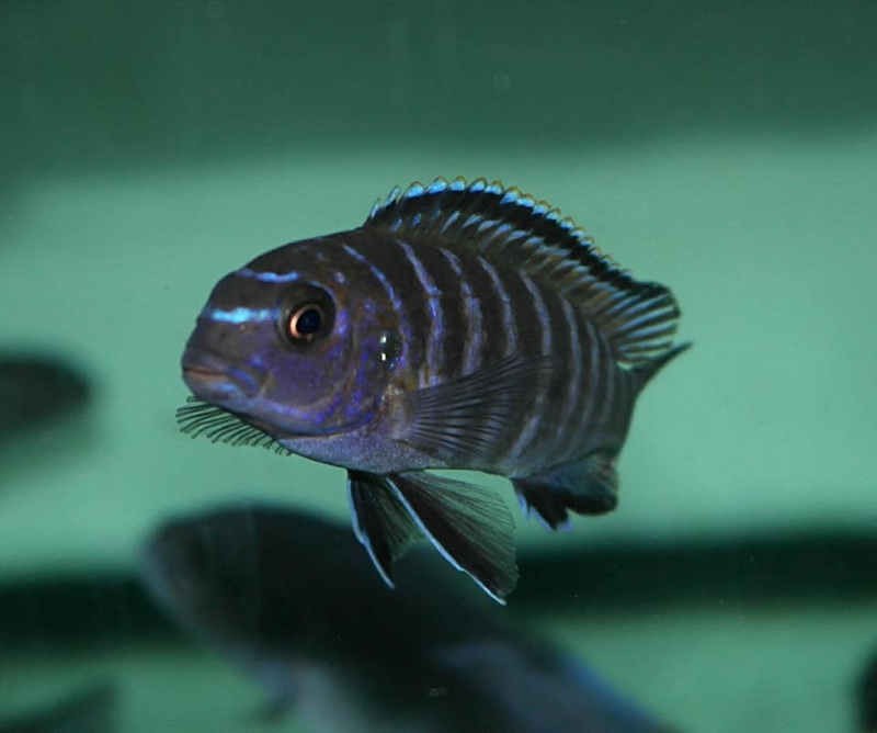 Tropheops modestus 'Chidunga Rocks'